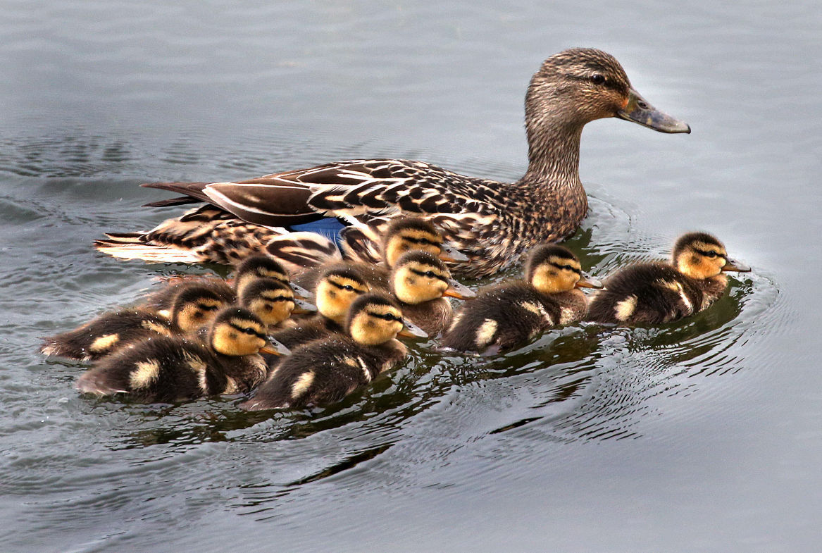 Wildlife in the La Crosse River marsh